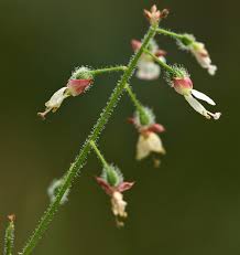 Attēlu rezultāti vaicājumam “Circaea lutetiana bud”