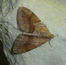 Attēlu rezultāti vaicājumam “Pennithera firmata”