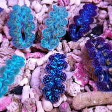 Image result for tridacna