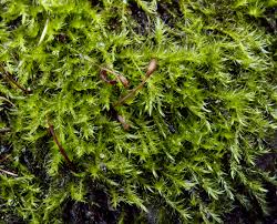 Attēlu rezultāti vaicājumam “Homomallium incurvatum”