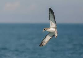 Image result for Larus audouinii