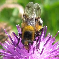 Attēlu rezultāti vaicājumam “Volucella bombylans”