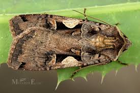 Attēlu rezultāti vaicājumam “Xestia c-nigrum”