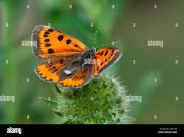 Attēlu rezultāti vaicājumam “Lycaena dispar female”