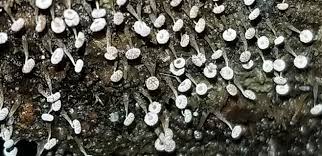 Attēlu rezultāti vaicājumam “Didymium clavus”