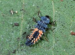 Attēlu rezultāti vaicājumam “Coccinellidae”