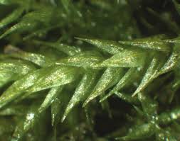 Attēlu rezultāti vaicājumam “Hygroamblystegium tenax”