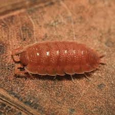 Attēlu rezultāti vaicājumam “Porcellio scaber”
