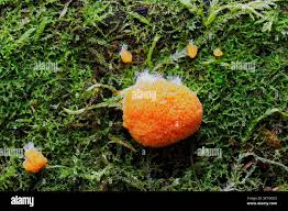 Attēlu rezultāti vaicājumam “Symphytocarpus flaccidus young”