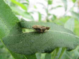 Attēlu rezultāti vaicājumam “Aphrophora nymph”