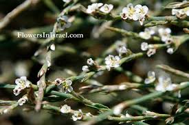 Attēlu rezultāti vaicājumam “Polygonum aviculare flower”
