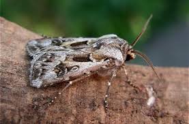 Attēlu rezultāti vaicājumam “Agrotis vestigialis”