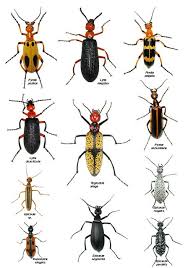 Attēlu rezultāti vaicājumam “Meloidae”