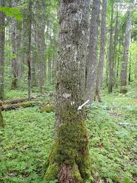 Attēlu rezultāti vaicājumam “Lejeunea cavifolia”