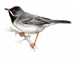 Image result for Sylvia rueppelli