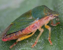 Attēlu rezultāti vaicājumam “Palomena prasina imago”