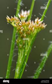 Attēlu rezultāti vaicājumam “Luzula luzuloides leaf”