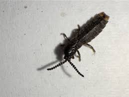 Attēlu rezultāti vaicājumam “Phosphaenus hemipterus male”