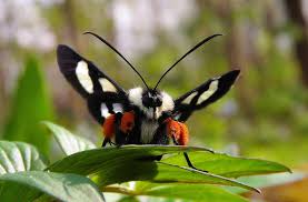 Attēlu rezultāti vaicājumam “Octospora splachnophila”