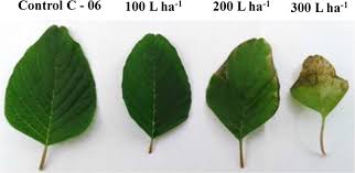 Attēlu rezultāti vaicājumam “Amaranthus retroflexus leaf”