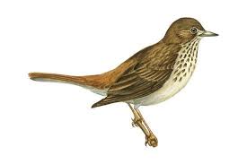 Image result for Catharus guttatus