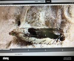 Attēlu rezultāti vaicājumam “Epinotia ramella”