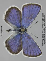 Attēlu rezultāti vaicājumam “Plebejus idas underside”