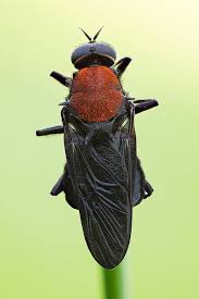 Attēlu rezultāti vaicājumam “Clitellaria ephippium”