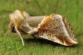 Attēlu rezultāti vaicājumam “Habrosyne pyritoides”