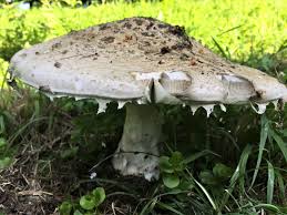 Attēlu rezultāti vaicājumam “Amanita strobiliformis”