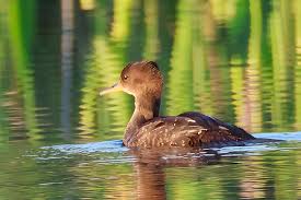 Attēlu rezultāti vaicājumam “Mergus merganser juvenile”