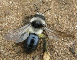 Attēlu rezultāti vaicājumam “Andrena”