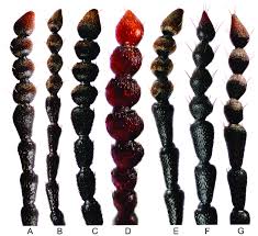 Attēlu rezultāti vaicājumam “Blaps mortisaga”