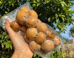 Image result for Lansongammon