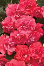 Image result for Impatiens walleriana