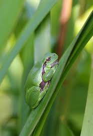 Attēlu rezultāti vaicājumam “Hyla arborea adult”