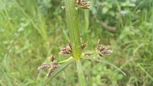 Attēlu rezultāti vaicājumam “Cyperus fuscus fruit”