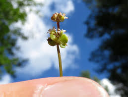 Attēlu rezultāti vaicājumam “Oenothera rubricauli bud”
