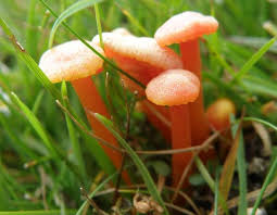Attēlu rezultāti vaicājumam “Hygrocybe cantharellus”