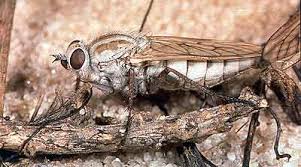 Attēlu rezultāti vaicājumam “Therevidae larva”