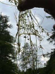 Attēlu rezultāti vaicājumam “Nitella flexilis”