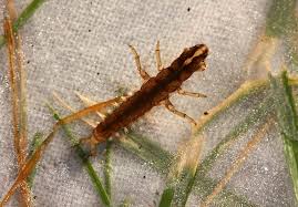 Attēlu rezultāti vaicājumam “Licea castanea macro”