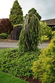 Attēlu rezultāti vaicājumam “Picea abies fo. virgata leaf”