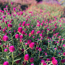 Image result for Kugelamarant