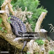 Attēlu rezultāti vaicājumam “Vipera berus adult”