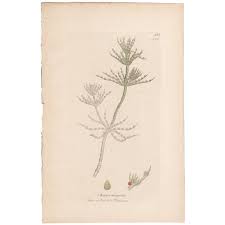 Attēlu rezultāti vaicājumam “Chara hispida”