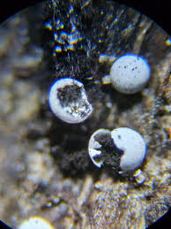 Attēlu rezultāti vaicājumam “Didymium annulisporum”