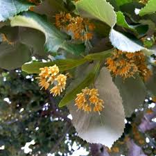Attēlu rezultāti vaicājumam “Tilia tomentosa flower”