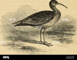 Image result for Numenius borealis