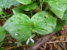 Attēlu rezultāti vaicājumam “Claytonia sibirica”